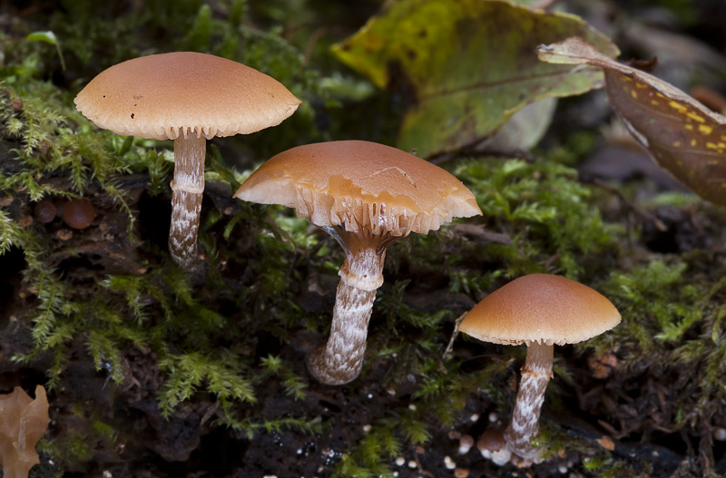 Galerina marginata